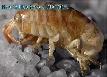diatomaceous earth for fleas